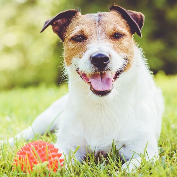Pet sitting services in Fort Mill & Tega Cay